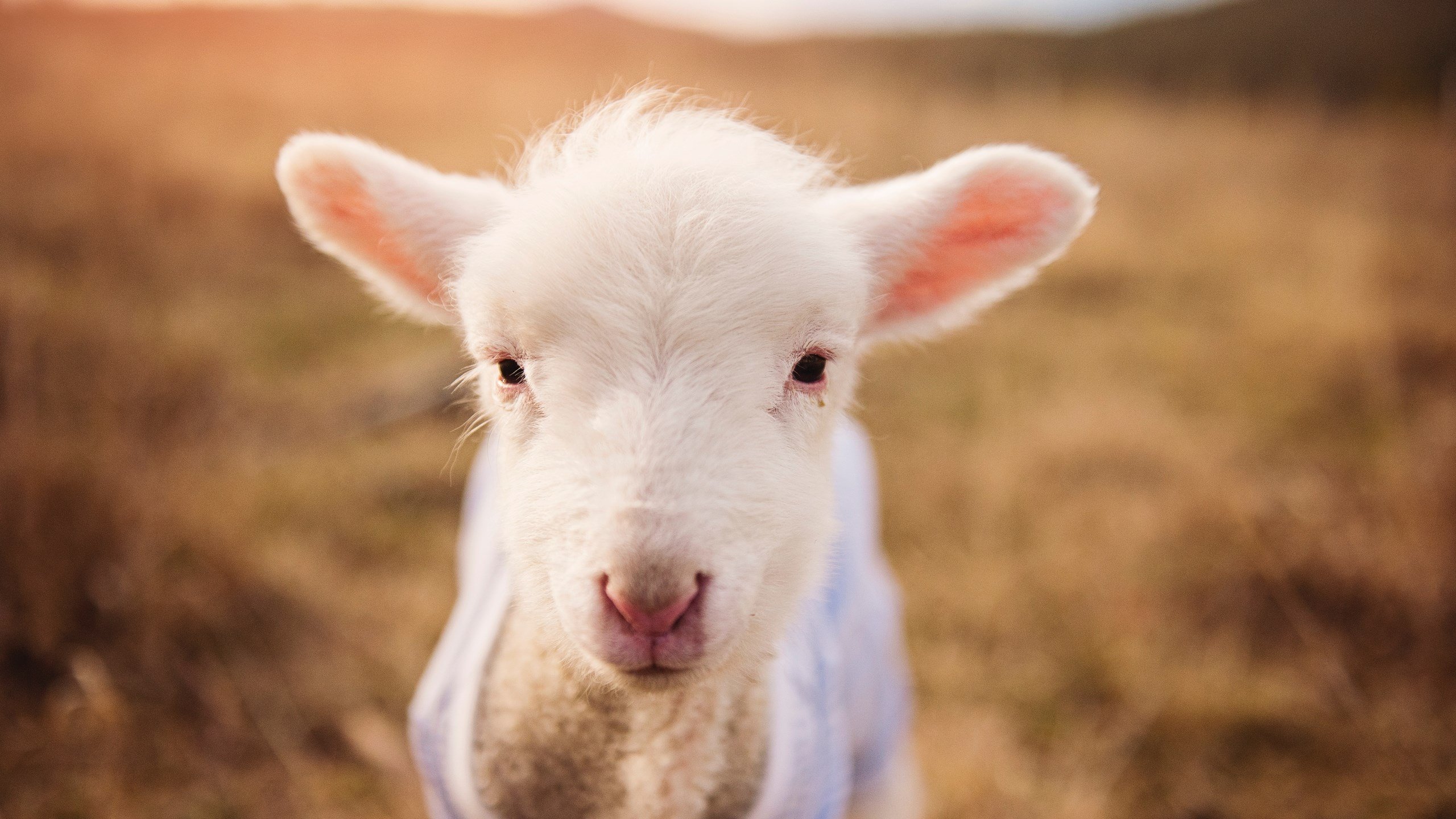 辽宁飞豹助攻数提升反映整体传导意识加强,辽宁飞豹集团董事长