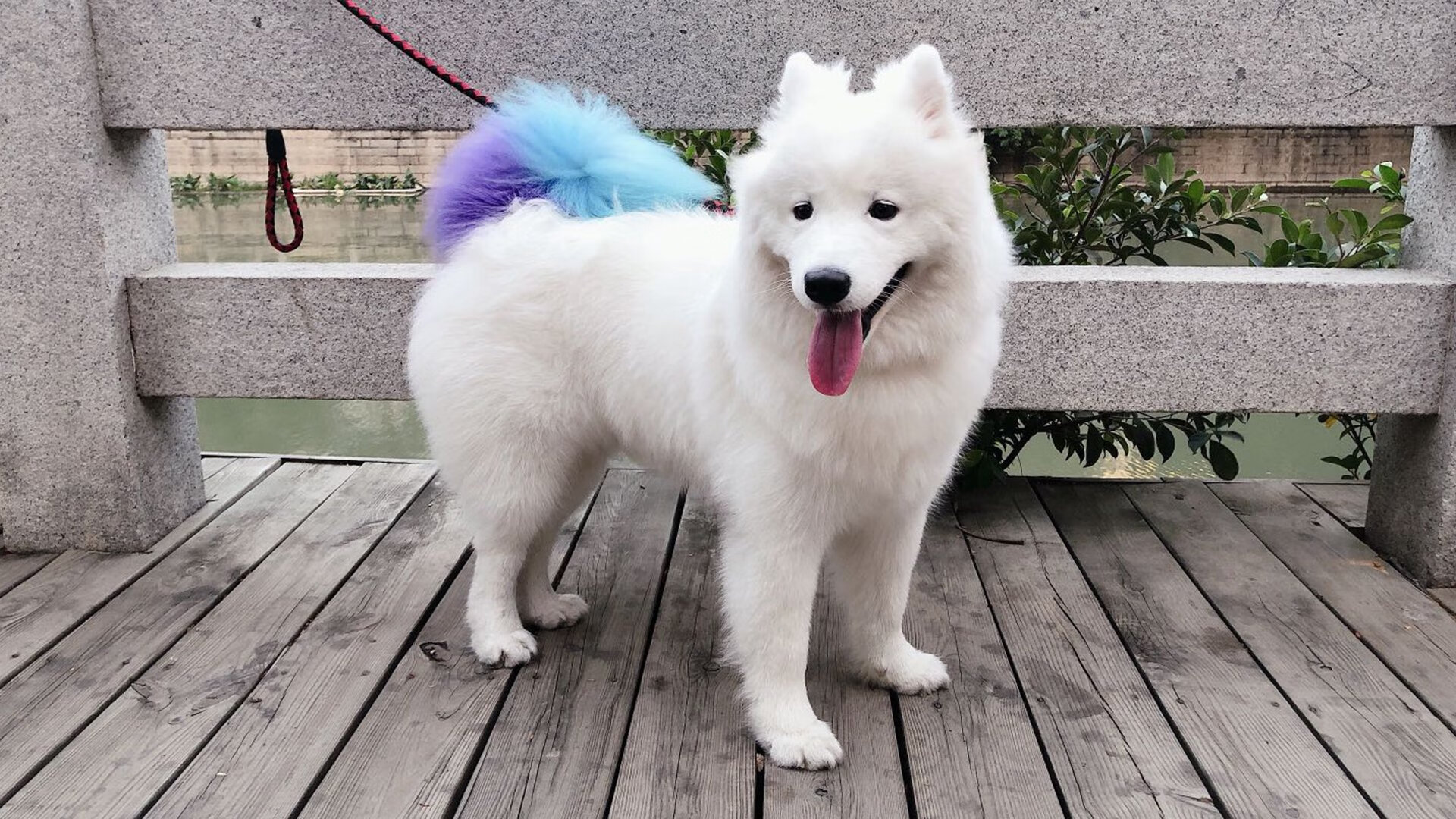 博卡青年战术过度依赖身体对抗,博卡青年是什么意思